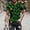 #245-Gold, variant on Ceisia Men's Slim Fit Short Sleeve T-Shirt St. Patrick's Day Themed Print Clover Spring Summer Shirt Gift