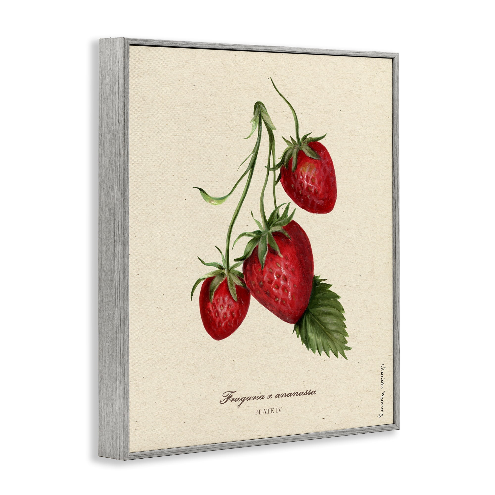 Stupell Industries Strawberry Fruit Portrait Gray Framed Giclee Art, design by Danielle Murray