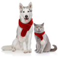 thumbnail image 4 of (2-Pack) Puawkoer Dog Solid Knitted Scarf Color for Dogs Christmas Pet Headdress Cat Dog Plaid Bow Tie Dog Clothes Accessories Pet Dog Colors for Girls Knitted Christma, 4 of 8