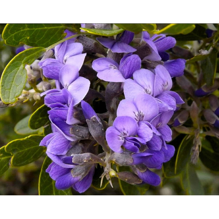 10 TEXAS Mountain LAUREL Sophora Secundiflora Mescal Tree Purple