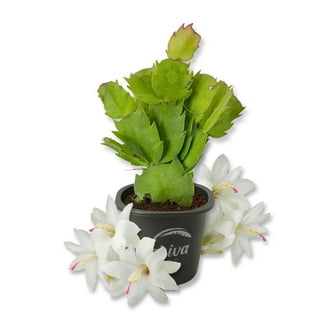 tiger cactus Faucaria tigrina Tiger Jaws main image 0