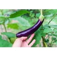 thumbnail image 2 of Long Purple Eggplant Seeds for Planting, 100+ Heirloom Seeds Per Packet,  Non GMO Seeds, Botanical Name: Solanum melongena, Great Home Garden Gift, 2 of 5