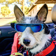 thumbnail image 5 of Gafas para perros, protección ocular para perros pequeños, gafas de sol impermeables, protección UV a prueba de viento con correa ajustable, 5 of 5