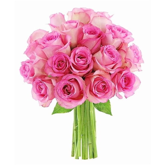KaBloom : 12 Pink Roses, Next-Day Delivery, Gift for Every Occasion.