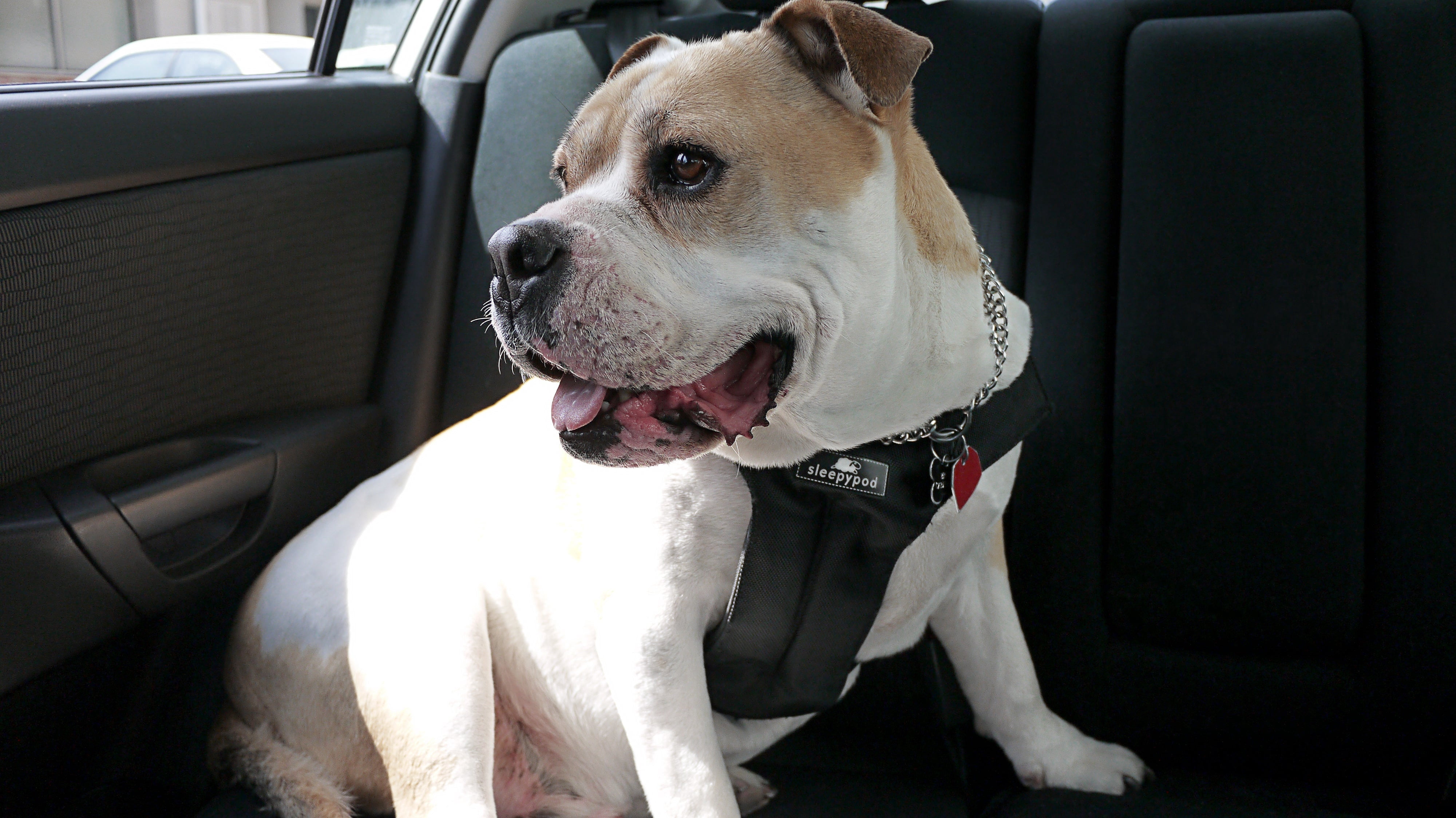 Clickit Sport Plus — Crash-Tested and Safety Certified Car Seat Belt Harness for Dogs —Medium, Jet Black