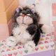 thumbnail image 2 of 15-65cmGenuine Disney Kawaii Cartoon Plush Doll Lucifer Cat Cinderella's Cat Plush Toy Animal Pillow Toy Birthday Gifts for Kids zhangyuxiang LED, 2 of 2