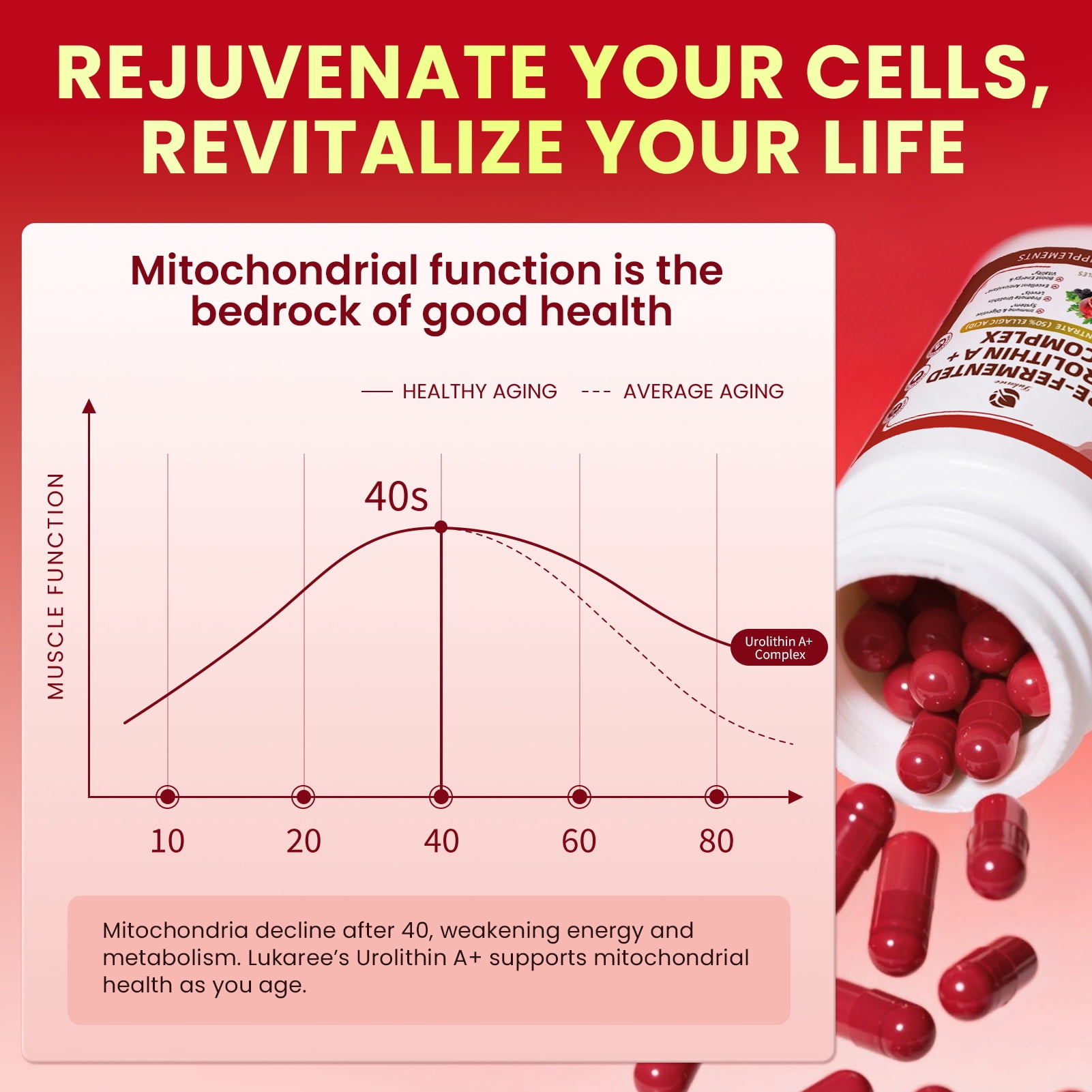 Urolithin A Supplement Capsules - Pomegranate, Trans-Resveratrol & Grape Seed Extract - Supports Mitochondrial Health & Healthy Aging, Gut Health Support - 120 Capsules