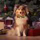 thumbnail image 5 of Bocqde 2 piezas de cascabeles para mascotas, collar de lazo, decoración navideña para gatos y perros, suministros para mascotas, regalos de Navidad, ¡liquidación!, 5 of 7