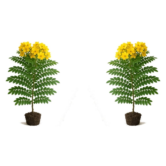 Cassia bicapsularis Live Plants - 2 Starter Plants, Full Sun, USDA Zones 8-11, Ships Bare Root