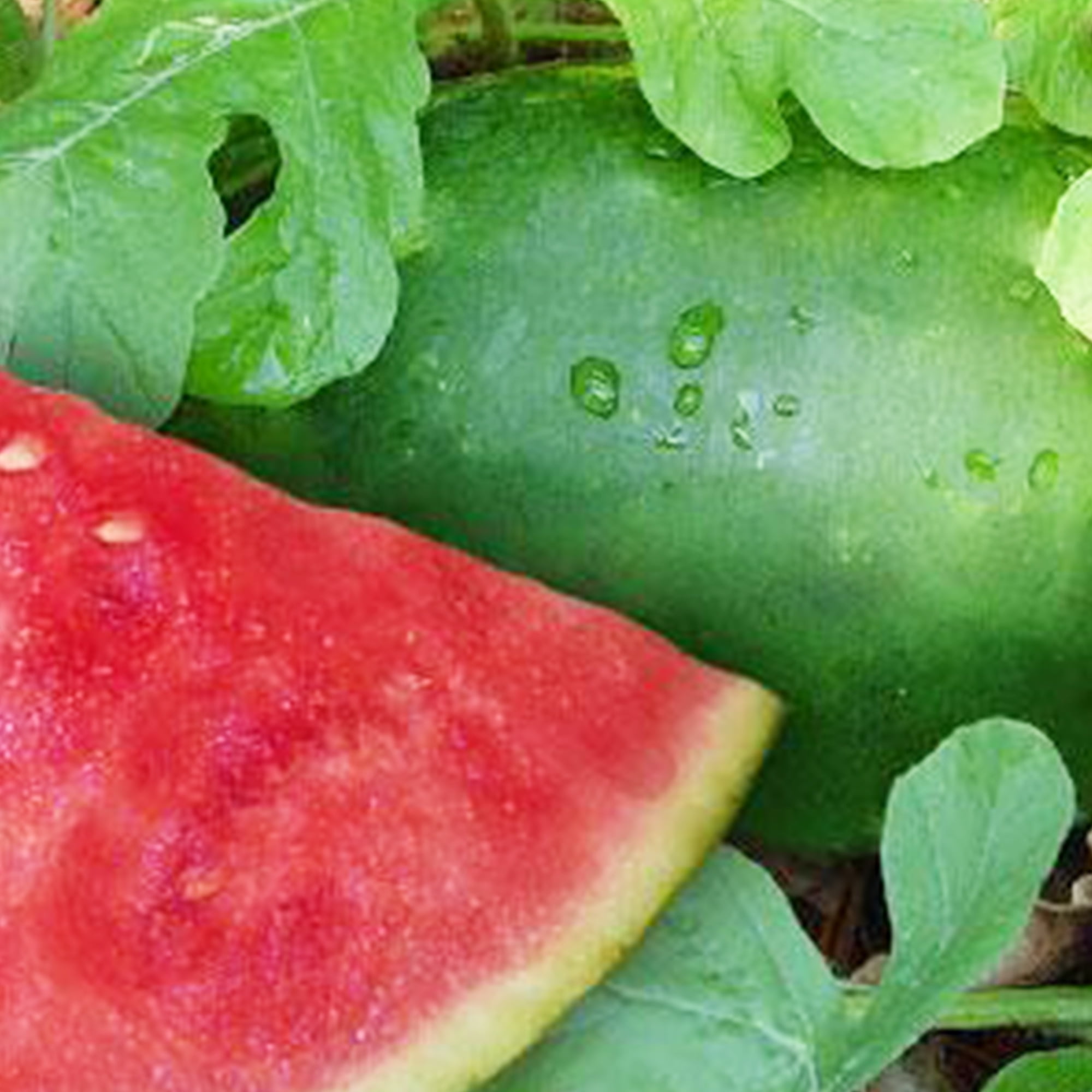 Kleckley's Sweet Watermelon Seeds 2 g 16 Seeds Heirloom, Open