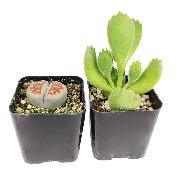 Weirdo Succulent Pack 2 Succulents