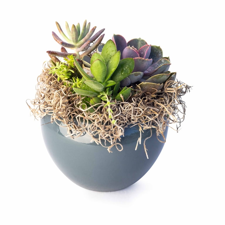 ProFlora Spanish Natural Moss - Quality Floral Arrangements & Crafts  Supplies - Walmart.com
