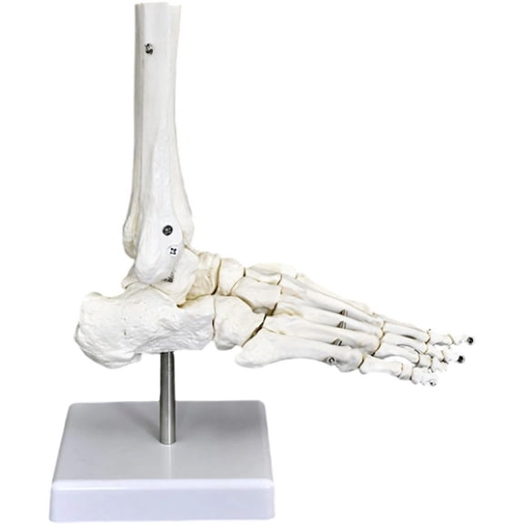 Human Foot Ankle Skeleton Model, Anatomical Skeleton Model Medical Display Study Tool Medical Science Stationery