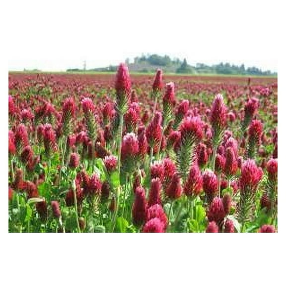 Crimson Clover (Nitro Coated) Nice Garden Flower by Seed Kingdom 20,000 Seeds