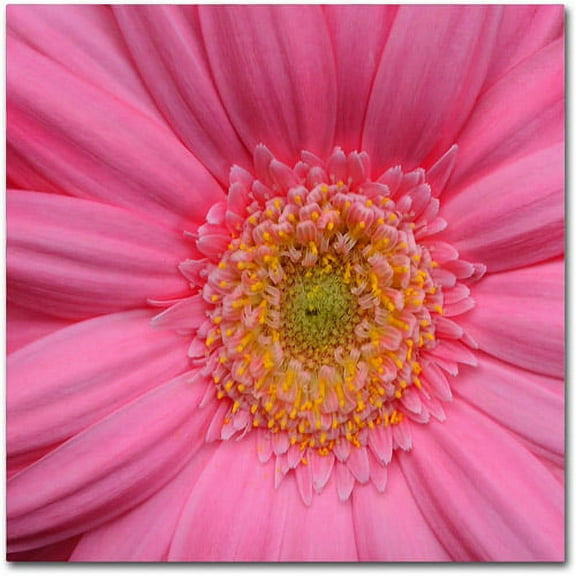 Trademark Fine Art "Pink" Canvas Art by Kurt Shaffer