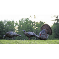 thumbnail image 3 of AVIAN-X LCD Strutter Durable Realistic Lifelike Collapsible Standing Hunting Folding Turkey Decoy with Carry Bag & Stake, AVX8004, 3 of 7