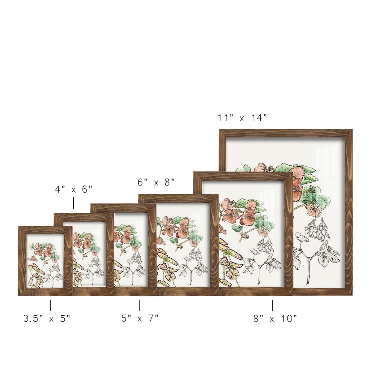 Begonia Study -Framed Print w/glass-Walnut