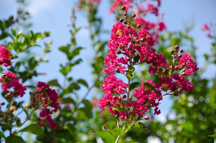 SEEDS == 20 Seeds Crepe Myrtle red fuschia Blooms Small Tropical