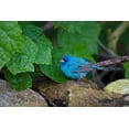 thumbnail image 2 of Ditto, Larry 18x13 White Modern Wood Framed Museum Art Print Titled - Indigo Bunting-Passerina cyanea-foraging male, 2 of 4