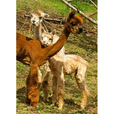- Peel-n-Stick Poster of Animal Alpacas Fiber Cute Mammal Wool Fleece Poster 24x16 Adhesive Sticker Poster Print