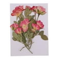 thumbnail image 2 of Paquete Flores Secas Naturales, Prensa , Flor Seca, , Hojas Prensadas para , Jabón, Manualidades, Scraobooking, de, 2 of 9