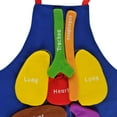 thumbnail image 4 of Delantal de órganos 3D, delantal de órganos del cuerpo humano, herramienta educativa de concienciación, juguete para niños, delantal de disfraz de anatomía, vísceras rellenas de felpa, 4 of 5