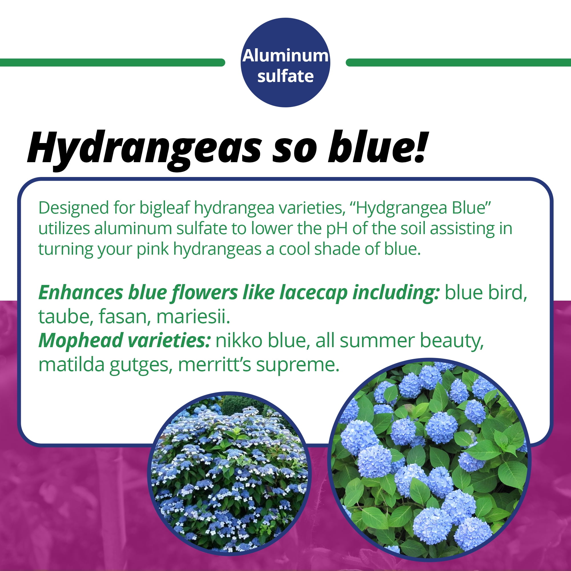 Hydrangea4937　0203 Jack's Fertilizer, Hydrangea Blue Water-Soluble Fertilizer 7-3-3