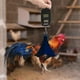 thumbnail image 3 of Báscula electrónica para aves de corral, bolsa para pesar pollos, soporte con báscula, tamaño S, 3 of 5