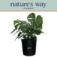 thumbnail image 5 of Nature's Way Farms Philodendron Monstera Live Plant (25-30 inches tall) in growers pot, 5 of 5