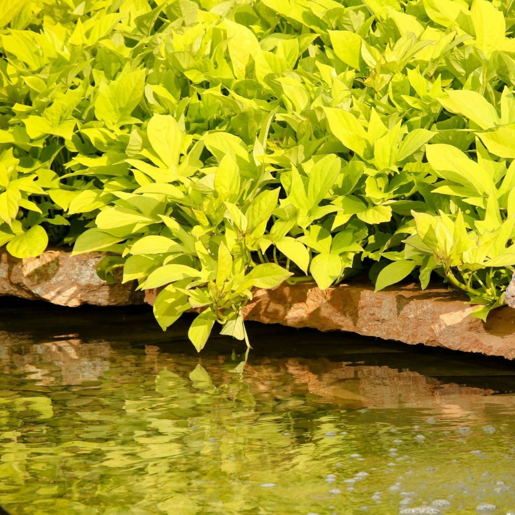 Proven Winners 4" Sweet Caroline Light Green Sweet Potato Vine Live Plant in 4.25" Pot (4 Count)