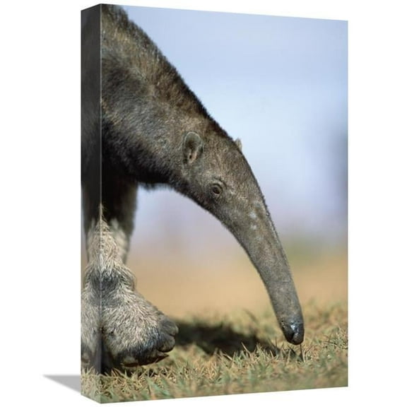 12 x 18 in. Giant Anteater Foraging in Cerrado Grassland, Emas NP, Brazil Art Print - Tui De Roy