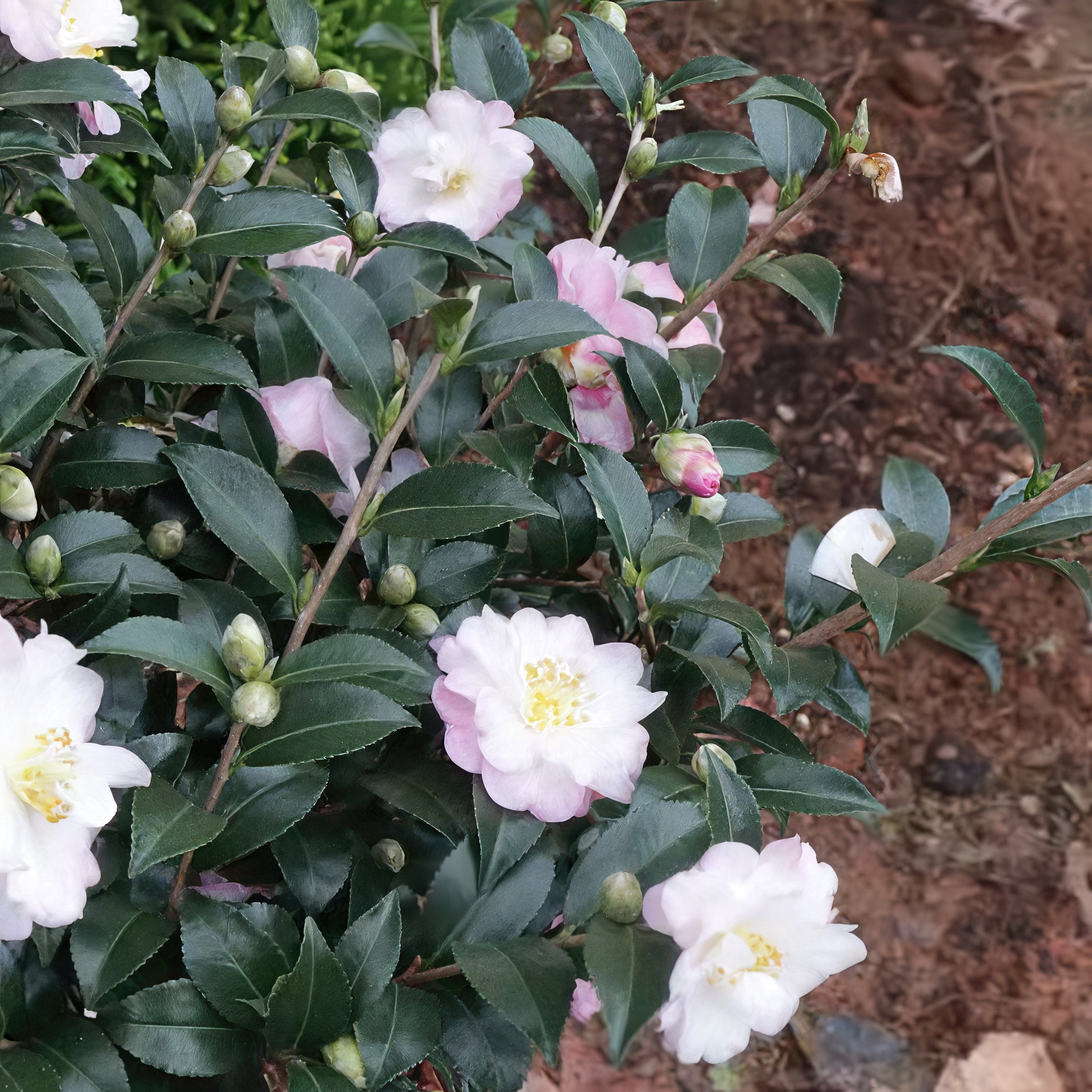 National Plant Network 1 gal. Camellia Sasanqua October Magic Orchid Shrub