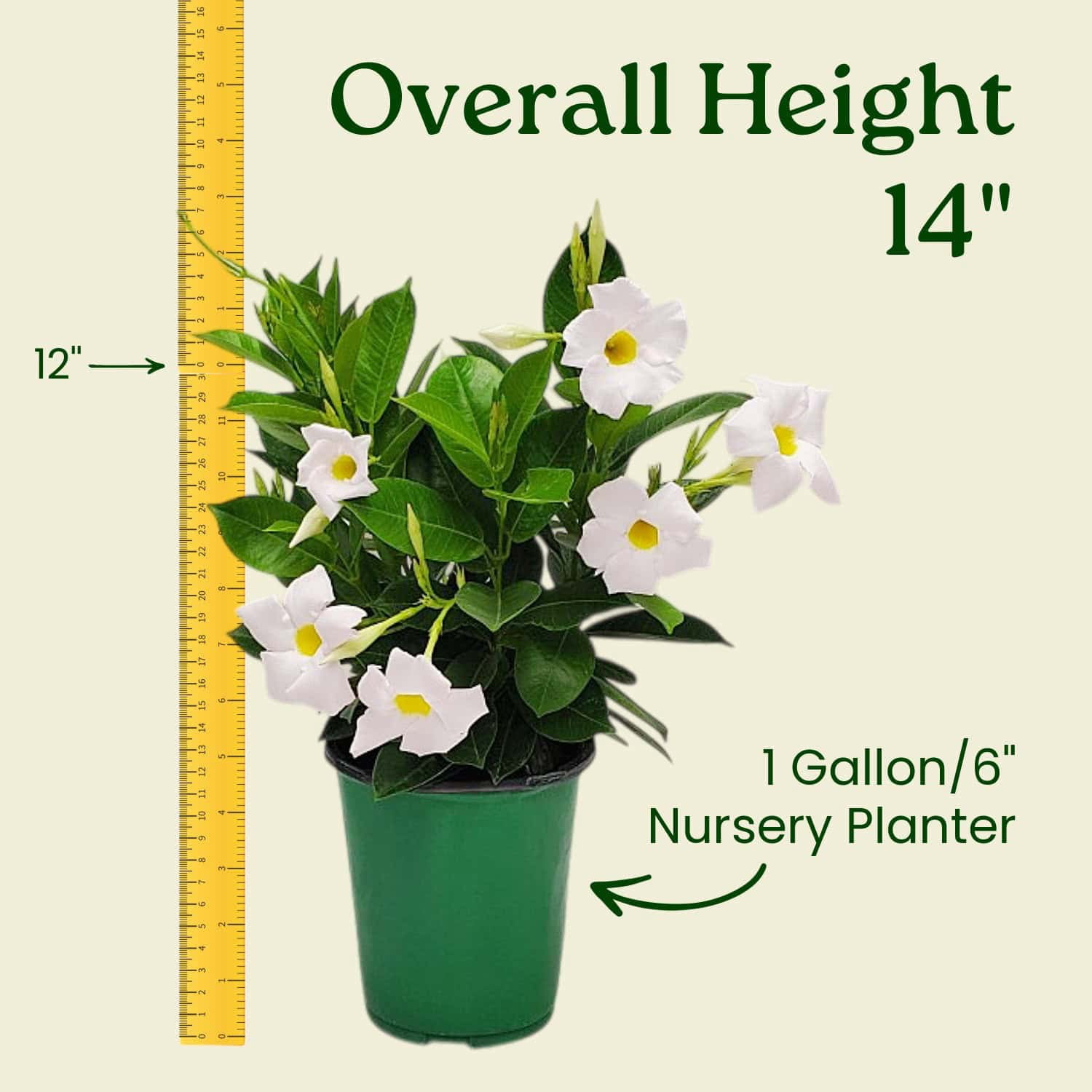 Tropical Plants of Florida 12" to 16" White Dipladenia Flower Bush Plant; Partial to Full Sunlight