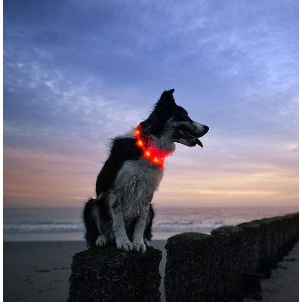 Collier lumineux de sécurité pour chien et chat