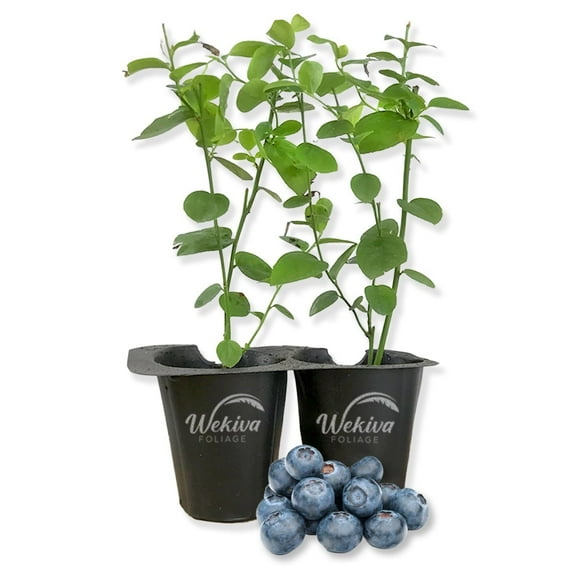 Reka Blueberry Plant - 2 Live Starter Plants - Vaccinium - Edible Fruit Bearing Bush for The Patio and Garden