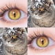 thumbnail image 3 of D'ORELLA-lentes de contacto de colores para Cosplay, lentillas multicolores para ojos de gato, lentillas verdes, 1 par, 3 of 3