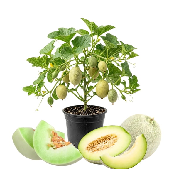 2PPP Honeydew Melon Live Plant, Edible Fruit Vine Plant, 4-6 Inch Tall
