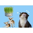 thumbnail image 2 of Catgrass Pasto De Trigo Un Dos Treats Para Gato Y Perro 100% Natural, 2 of 2