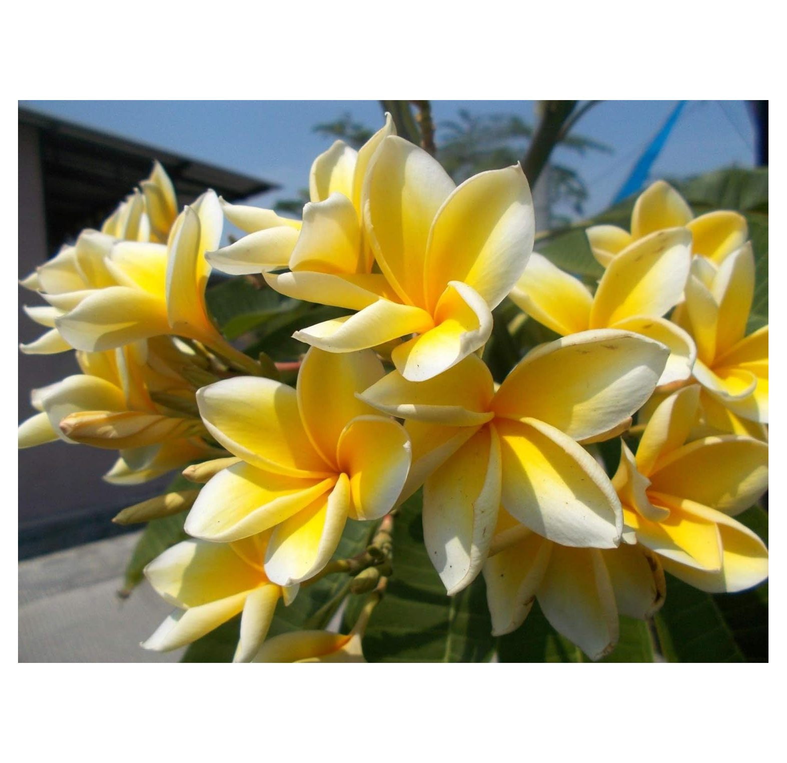 BULYAXIA Plumeria Plant 10 in Yellow Frangipani Plumeria Live Plants, Fragrant