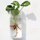 thumbnail image 4 of Colgante de Pared Cuadrado Planta de Agua Planta de Maceta Florero Hidropónico Ventana - Transparente2 Cuadrado 15cm shamjiam Jardinera de pared, 4 of 8