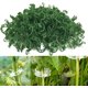 thumbnail image 2 of 100/200/300 st plantstöd clips, plantklämmor för klätterväxter, ympverktyg upprätt växtväxande återanvändbar (grön/vit) green 100pcs, 2 of 5