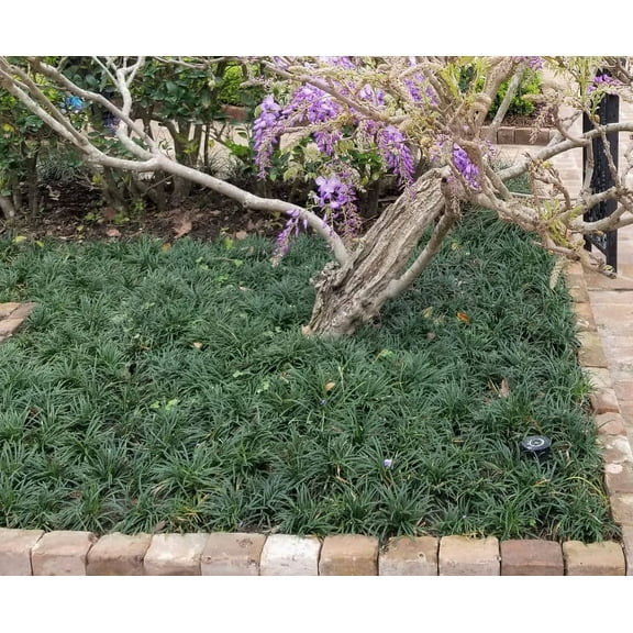 Dwarf Mondo Grass - Starter Plant ( 4in ) ( 1 live plant )