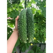 [ Mais Family ] 10 India Bitter Gourd Seeds, Bitter Melon Seeds, Kho Qua Rung ORGANIC