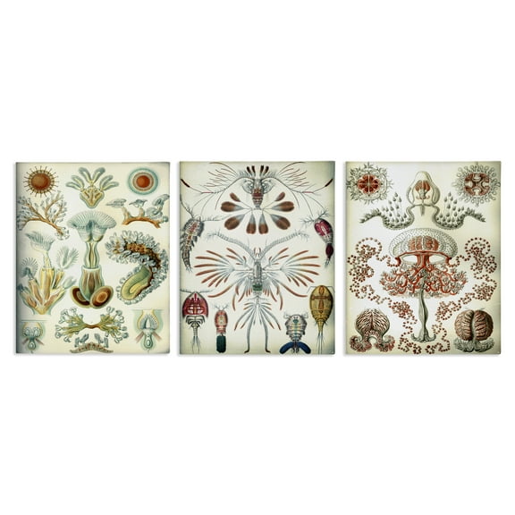 Stupell Industries Vintage Microscopic Crustaceans Animals Painting Wrapped Canvas Art Print Wall Art, 11 x 14, Set of 3