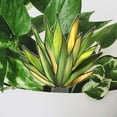 thumbnail image 6 of Teissuly Clearance Acrylic Potted Decoration Plugin Ornament Best Gift, 6 of 9