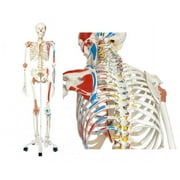 Sam The Super Skeleton Anatomy Model
