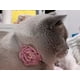 thumbnail image 5 of Collar Para Mascotas Diseño Ajustable, 5 of 8