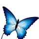 thumbnail image 3 of Deportes al aire libre con mariposas divertidas, juguetes, juegos de vuelo, cometas de animales, juegos de juego. estiloA, 3 of 3
