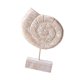 thumbnail image 4 of Estatua de madera para mesa de playa, decoración de mesa, adorno artístico para casa de campo de playa. Forma de caracola, 4 of 8