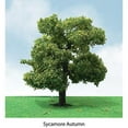 thumbnail image 2 of JTT Scenery Products 92310 Sycamore 3.5-4" (2) Pro-Elite Tree, 2 of 2